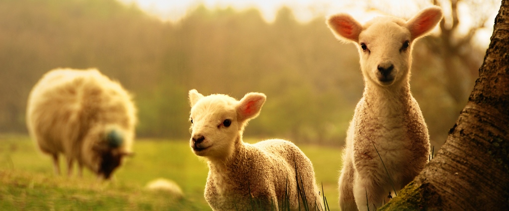 Объявления о сельскохозяйственных животных | ЗооТом - продажа, вязка и услуги для животных в Верхней Туре