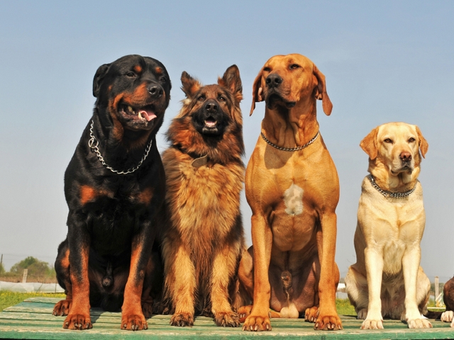 Крупные породы собак в Верхней Туре | ЗооТом портал о животных