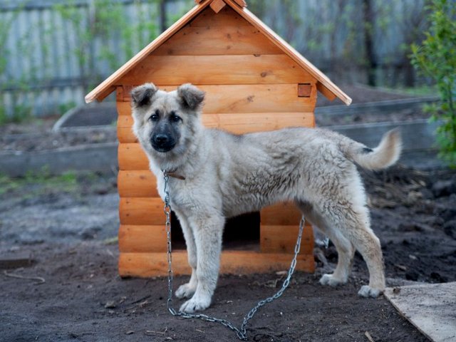 Все о собаках в Верхней Туре